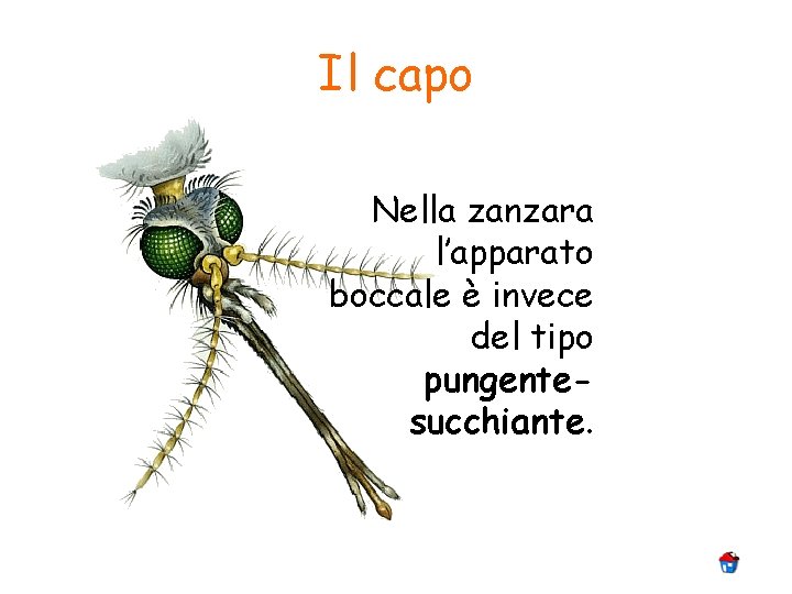 Il capo Nella zanzara l’apparato boccale è invece del tipo pungentesucchiante. 