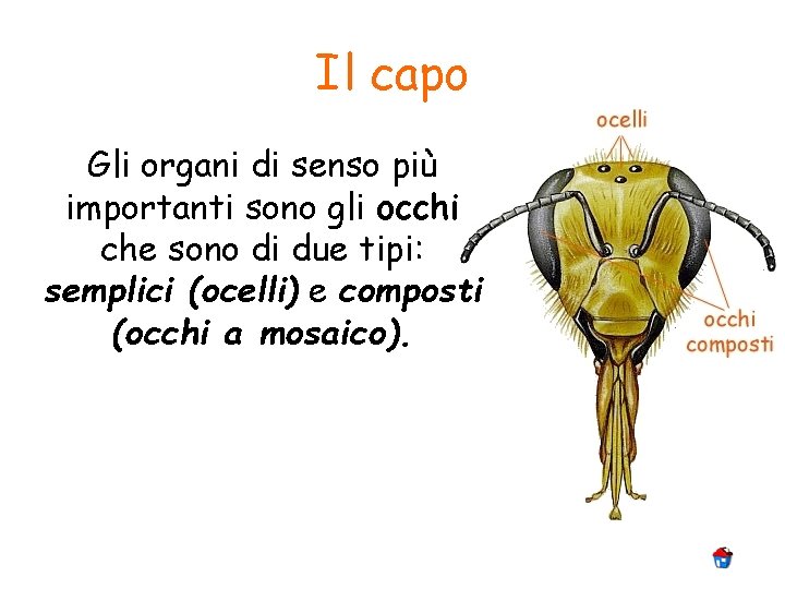 Il capo Gli organi di senso più importanti sono gli occhi che sono di