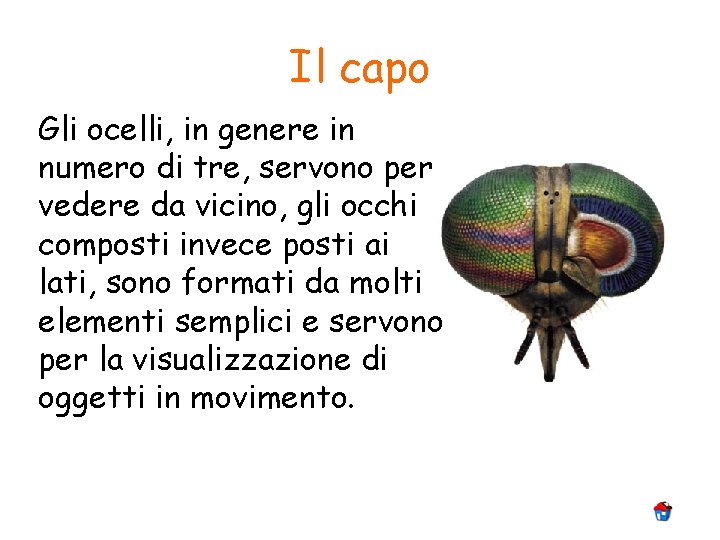 Il capo Gli ocelli, in genere in numero di tre, servono per vedere da