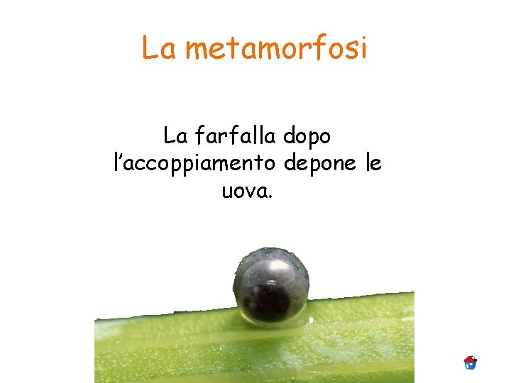 La metamorfosi La farfalla dopo l’accoppiamento depone le uova. 