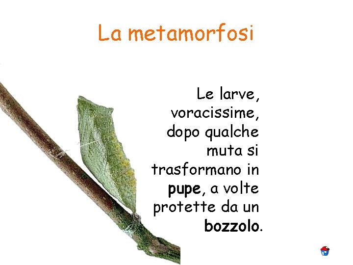 La metamorfosi Le larve, voracissime, dopo qualche muta si trasformano in pupe, a volte