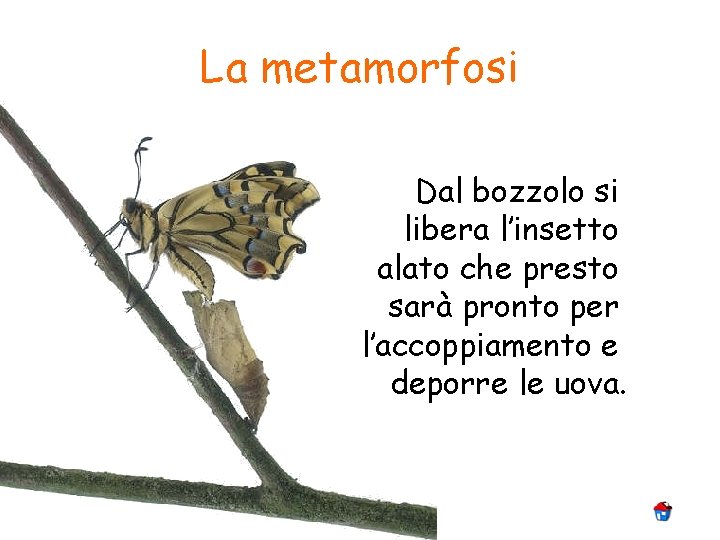 La metamorfosi Dal bozzolo si libera l’insetto alato che presto sarà pronto per l’accoppiamento