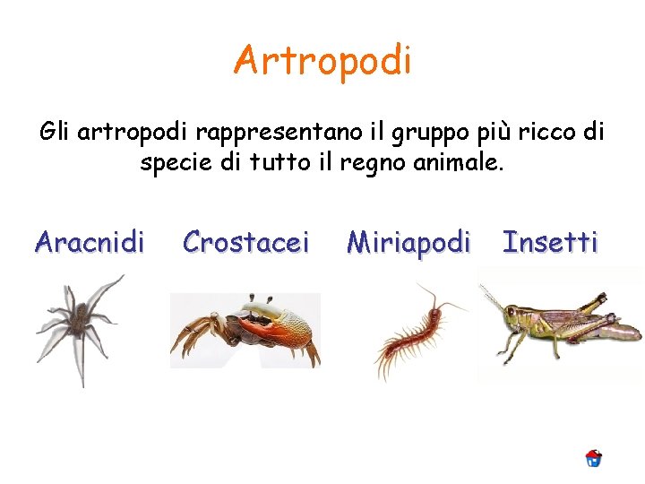 Artropodi Gli artropodi rappresentano il gruppo più ricco di specie di tutto il regno