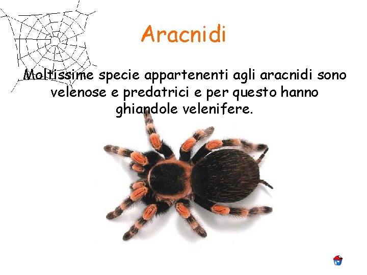 Aracnidi Moltissime specie appartenenti agli aracnidi sono velenose e predatrici e per questo hanno