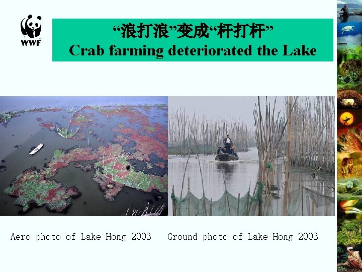 “浪打浪”变成“杆打杆” Crab farming deteriorated the Lake Aero photo of Lake Hong 2003 Ground photo