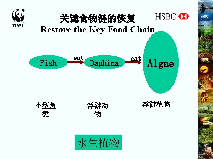 关键食物链的恢复 Restore the Key Food Chain Fish 小型鱼 类 eat Daphina 浮游动 物 水生植物