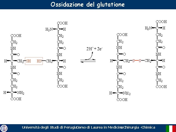 Ossidazione del glutatione COOH H 2 N C H COOH CH 2 CH 2