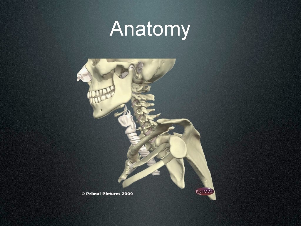 Anatomy 