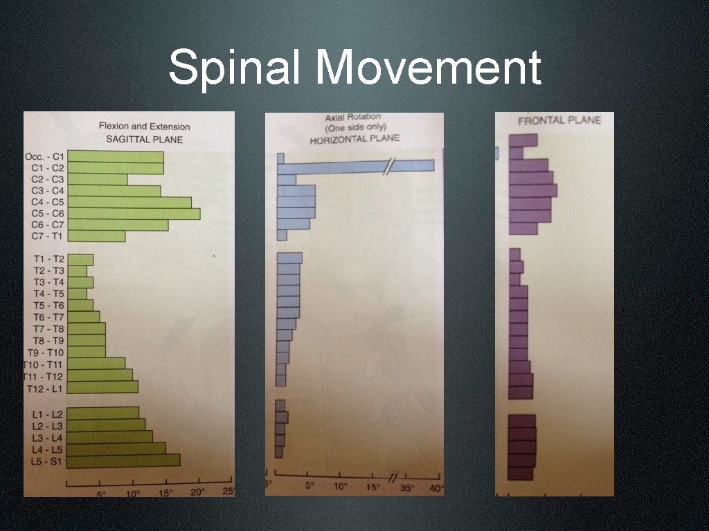 Spinal Movement 