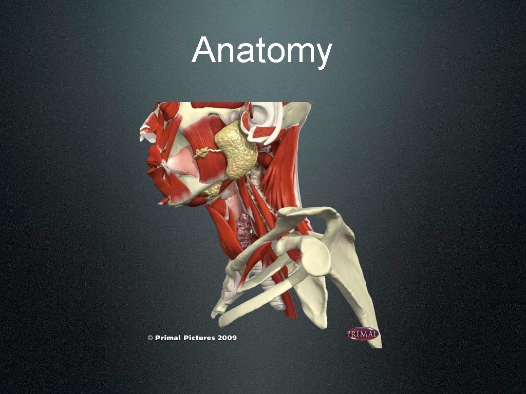 Anatomy 