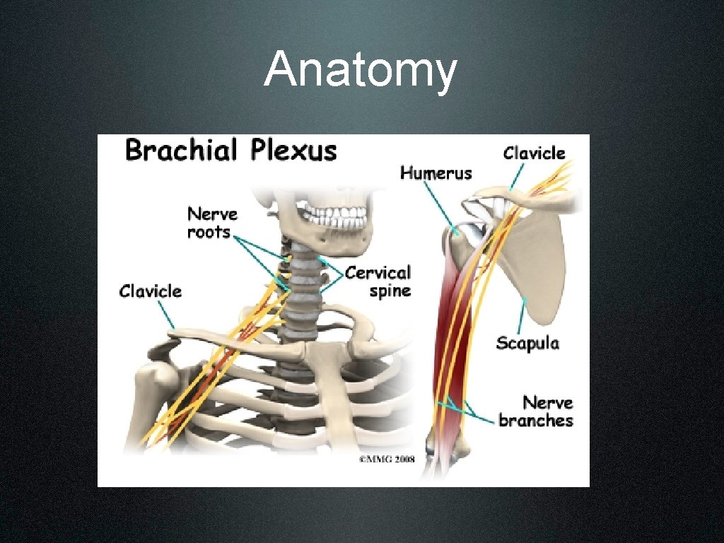 Anatomy 