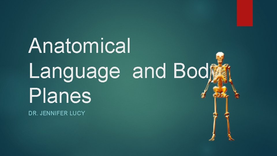 Anatomical Language and Body Planes DR. JENNIFER LUCY 