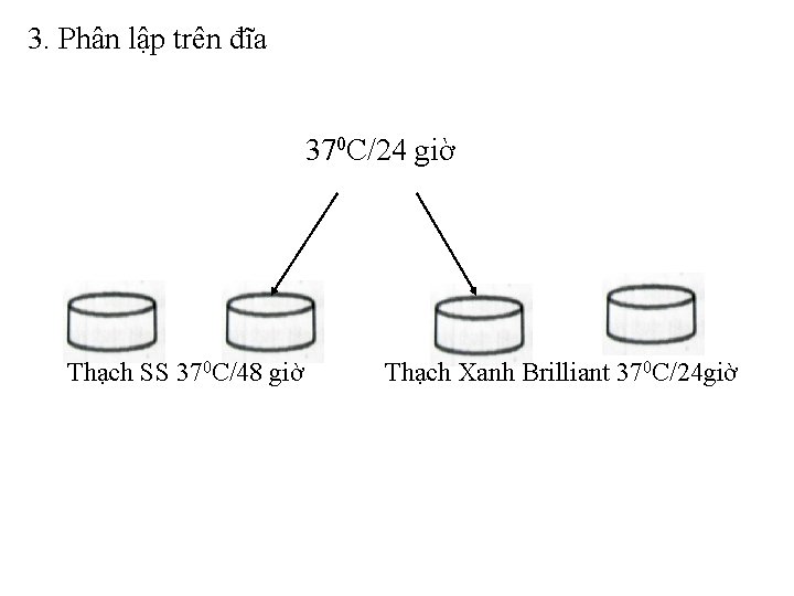 3. Phân lập trên đĩa 370 C/24 giờ Thạch SS 370 C/48 giờ Thạch