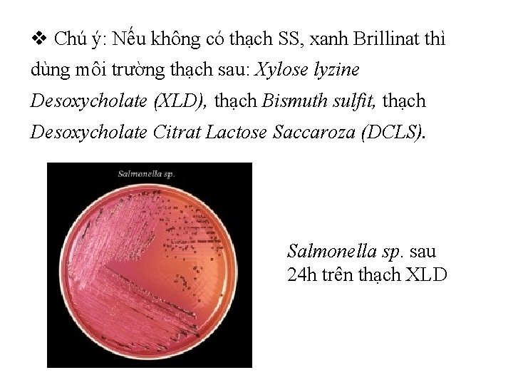 v Chú ý: Nếu không có thạch SS, xanh Brillinat thì dùng môi trường