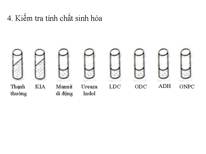 4. Kiểm tra tính chất sinh hóa Thạnh thường KIA Mannit di động Ureaza