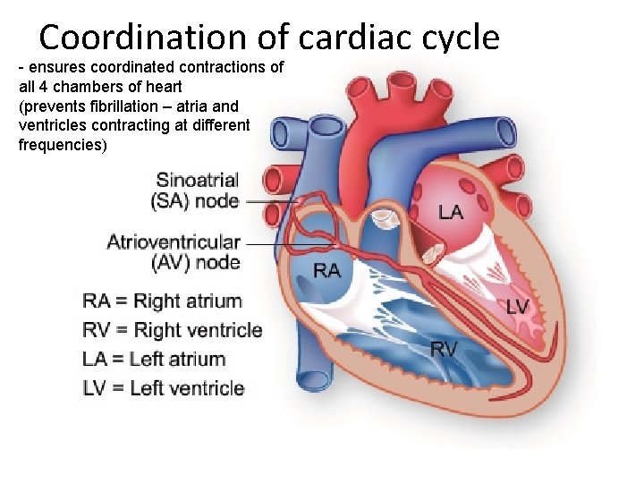 Coordination of cardiac cycle - ensures coordinated contractions of all 4 chambers of heart
