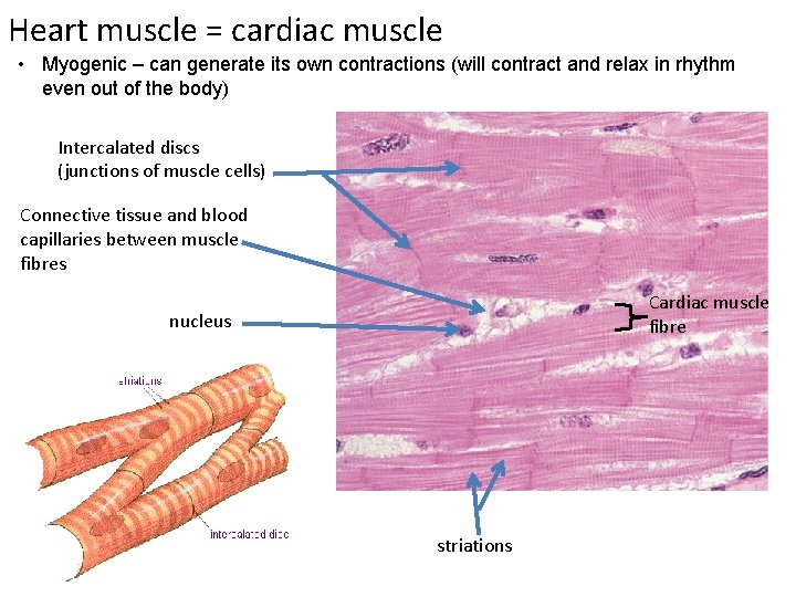 Heart muscle = cardiac muscle • Myogenic – can generate its own contractions (will