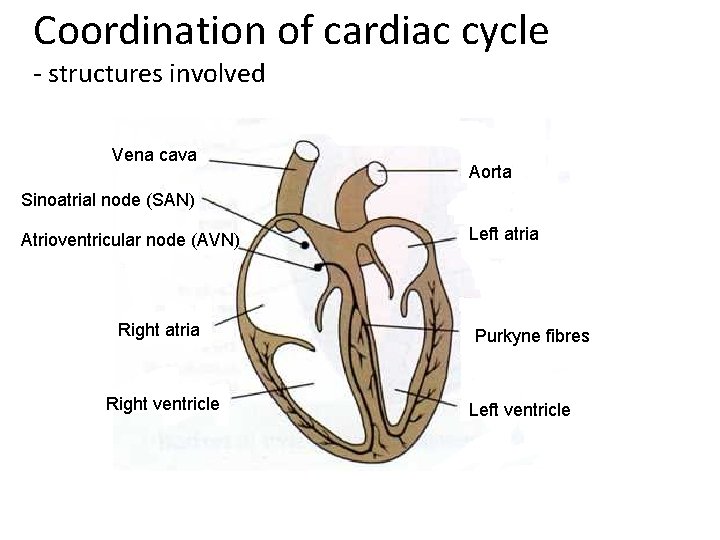 Coordination of cardiac cycle - structures involved Vena cava Aorta Sinoatrial node (SAN) Atrioventricular