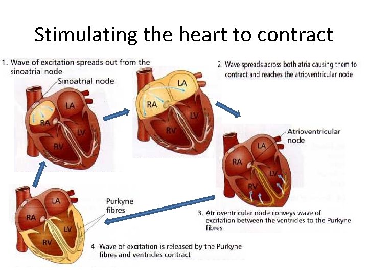 Stimulating the heart to contract 