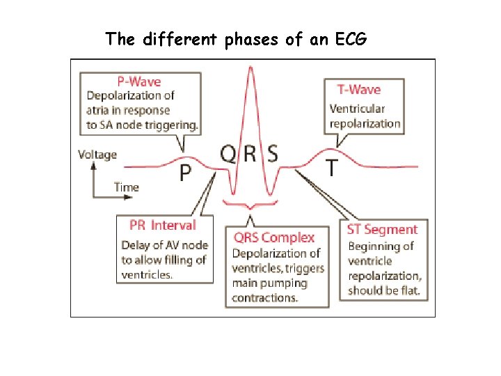 The different phases of an ECG 