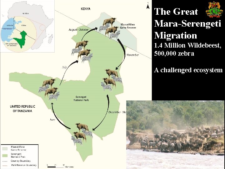 The Great Mara-Serengeti Migration 1. 4 Million Wildebeest, 500, 000 zebra A challenged ecosystem
