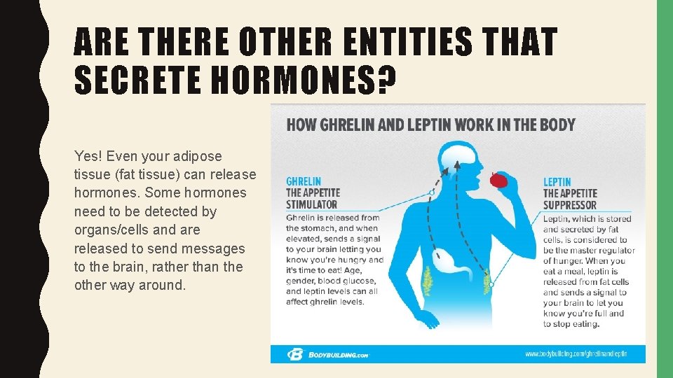 ARE THERE OTHER ENTITIES THAT SECRETE HORMONES? Yes! Even your adipose tissue (fat tissue)