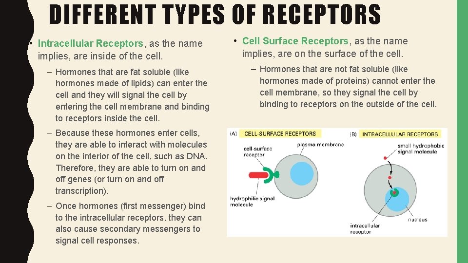 DIFFERENT TYPES OF RECEPTORS • Intracellular Receptors, as the name implies, are inside of