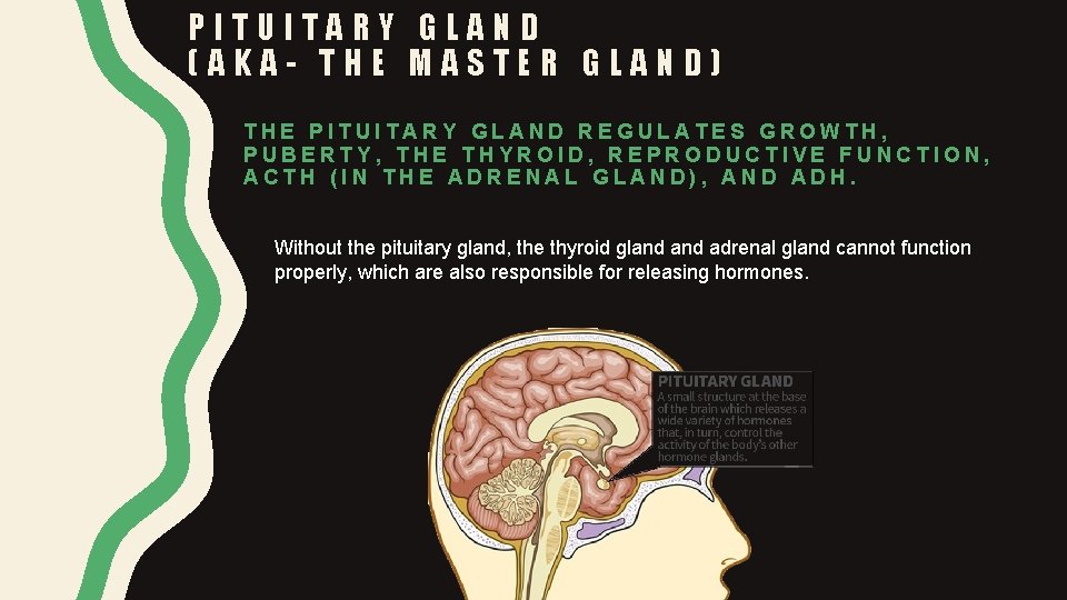 PITUITARY GLAND (AKA- THE MASTER GLAND) THE PITUITARY GLAND REGULATES GROWTH, PUBERTY, THE THYROID,