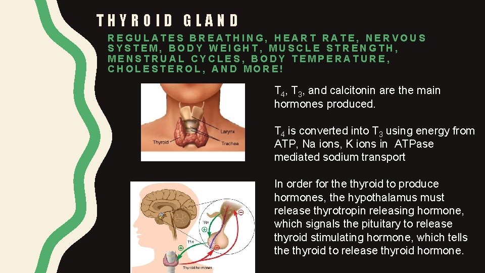THYROID GLAND REGULATES BREATHING, HEART RATE, NERVOUS SYSTEM, BODY WEIGHT, MUSCLE STRENGTH, MENSTRUAL CYCLES,