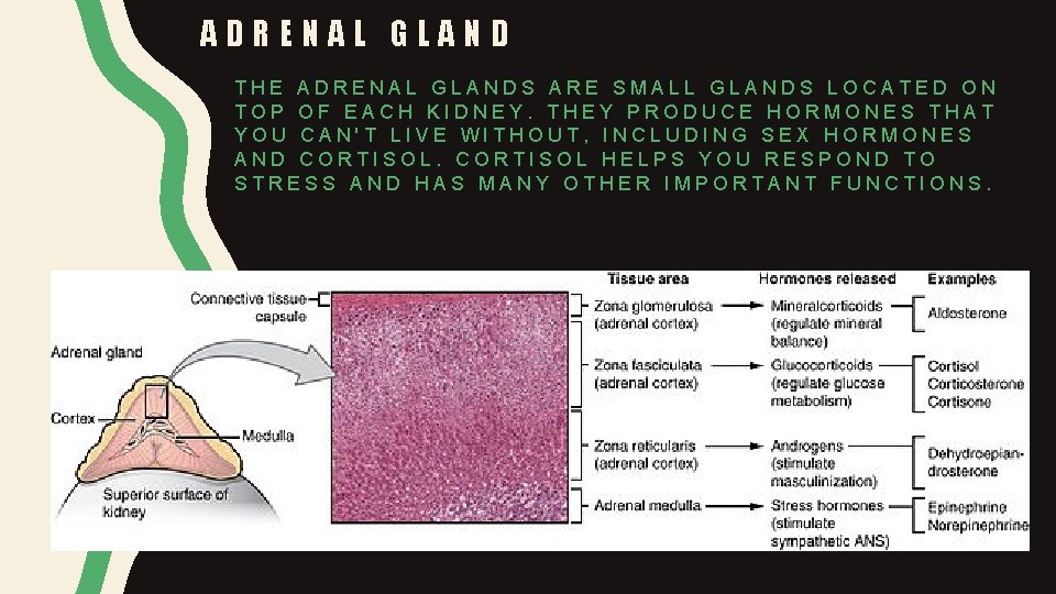 ADRENAL GLAND THE ADRENAL GLANDS ARE SMALL GLANDS LOCATED ON TOP OF EACH KIDNEY.