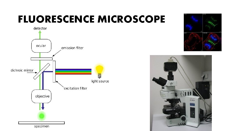 FLUORESCENCE MICROSCOPE 