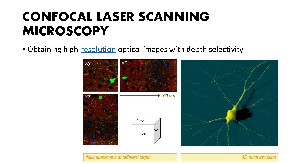CONFOCAL LASER SCANNING MICROSCOPY • Obtaining high-resolution optical images with depth selectivity 