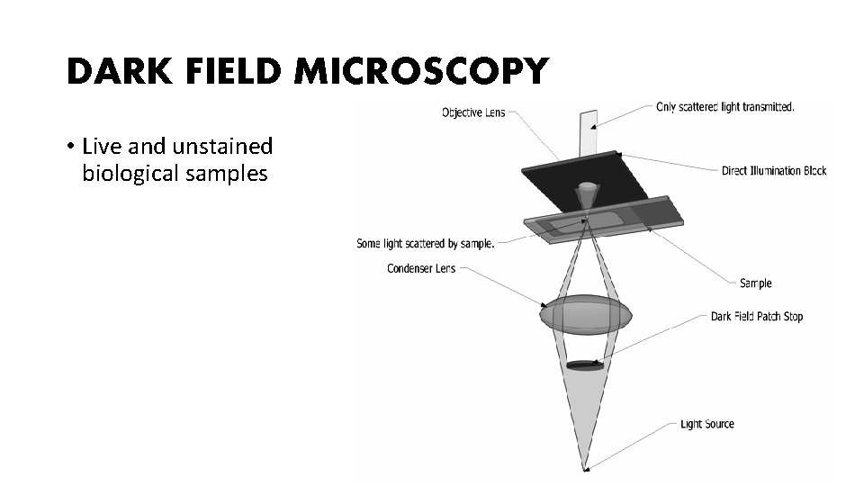 DARK FIELD MICROSCOPY • Live and unstained biological samples 