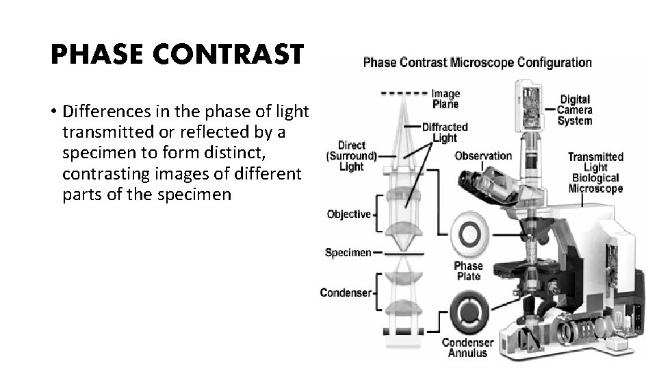 PHASE CONTRAST • Differences in the phase of light transmitted or reflected by a