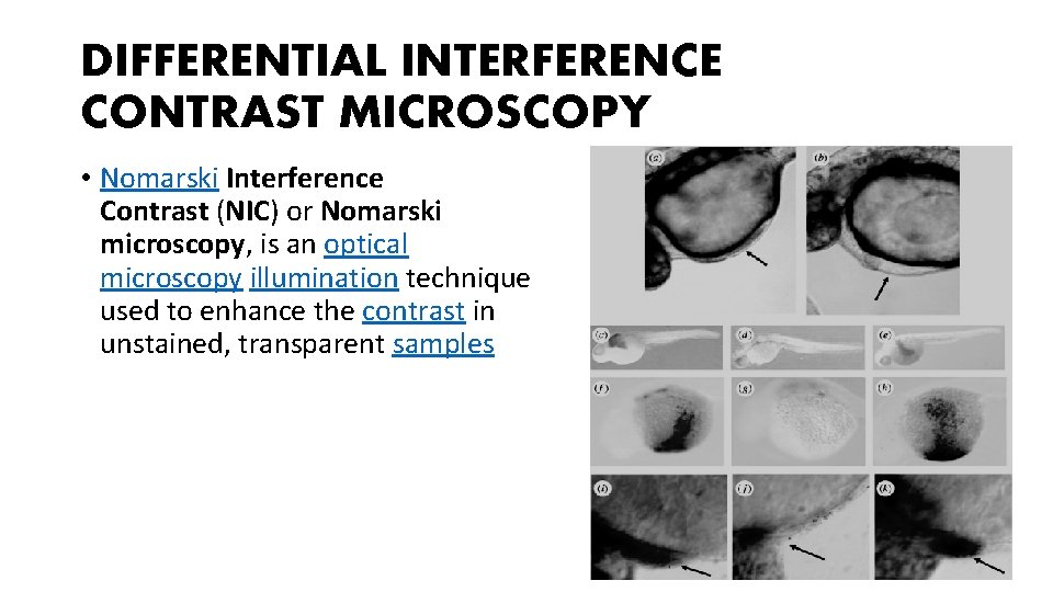 DIFFERENTIAL INTERFERENCE CONTRAST MICROSCOPY • Nomarski Interference Contrast (NIC) or Nomarski microscopy, is an