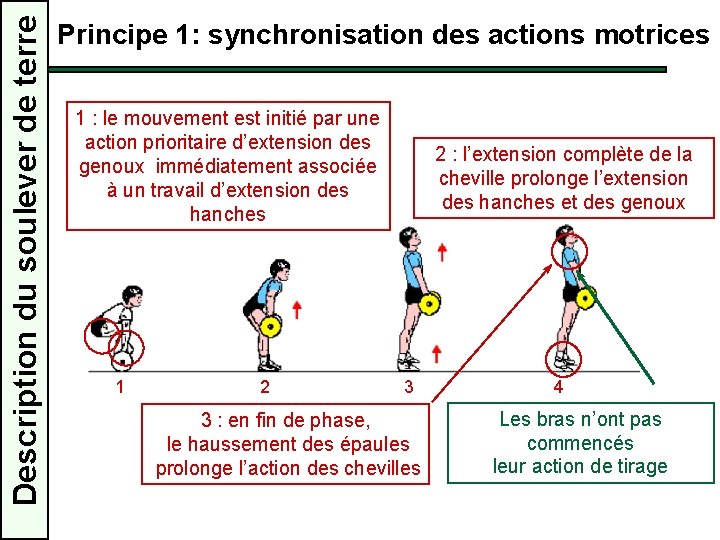 Description du soulever de terre Principe 1: synchronisation des actions motrices 1 : le