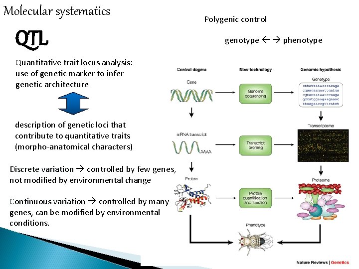 Molecular systematics QTL Quantitative trait locus analysis: use of genetic marker to infer genetic