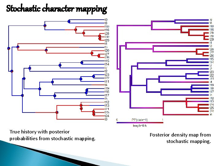 Stochastic character mapping True history with posterior probabilities from stochastic mapping. Posterior density map