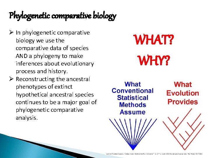 Phylogenetic comparative biology Ø In phylogenetic comparative biology we use the comparative data of