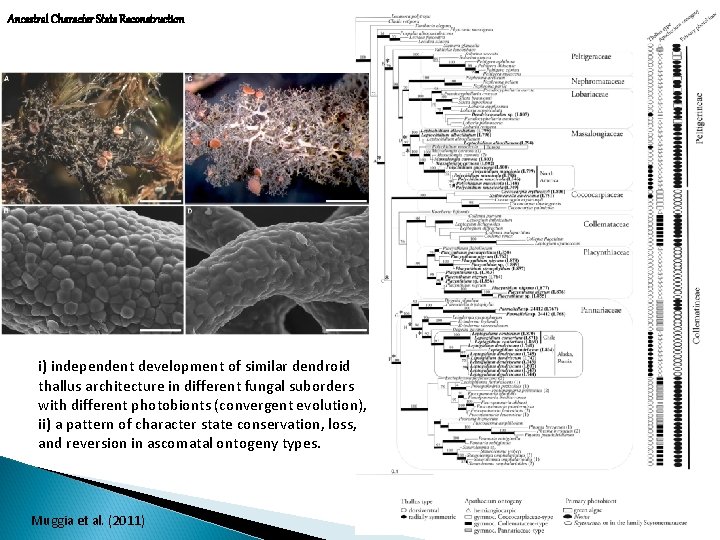 Ancestral Character State Reconstruction i) independent development of similar dendroid thallus architecture in different