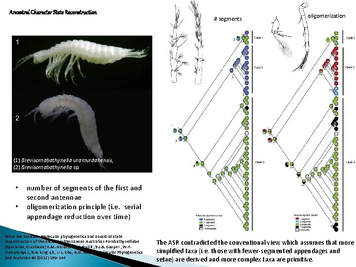 Ancestral Character State Reconstruction # segments oligomerization (1) Brevisomabathynella uramurdahensis, (2) Brevisomabathynella sp. •