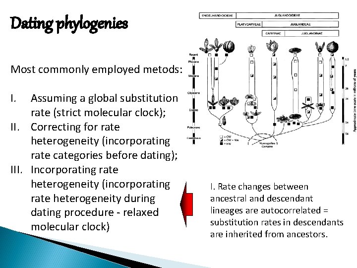 Dating phylogenies Most commonly employed metods: I. Assuming a global substitution rate (strict molecular