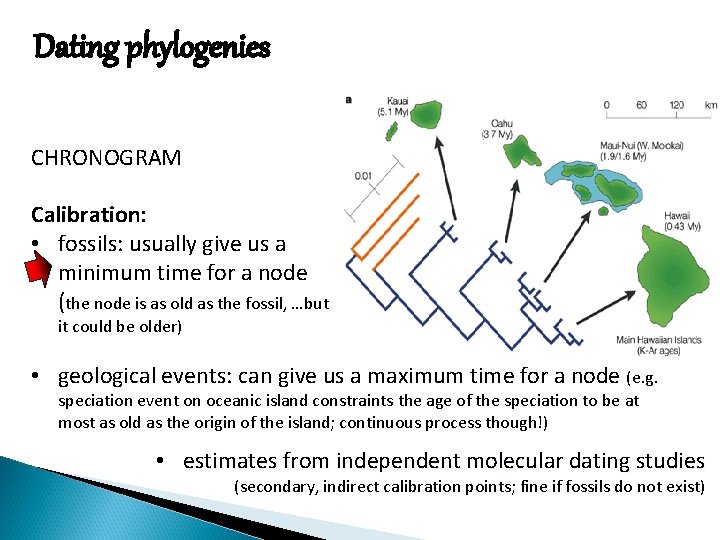 Dating phylogenies CHRONOGRAM Calibration: • fossils: fossils usually give us a minimum time for