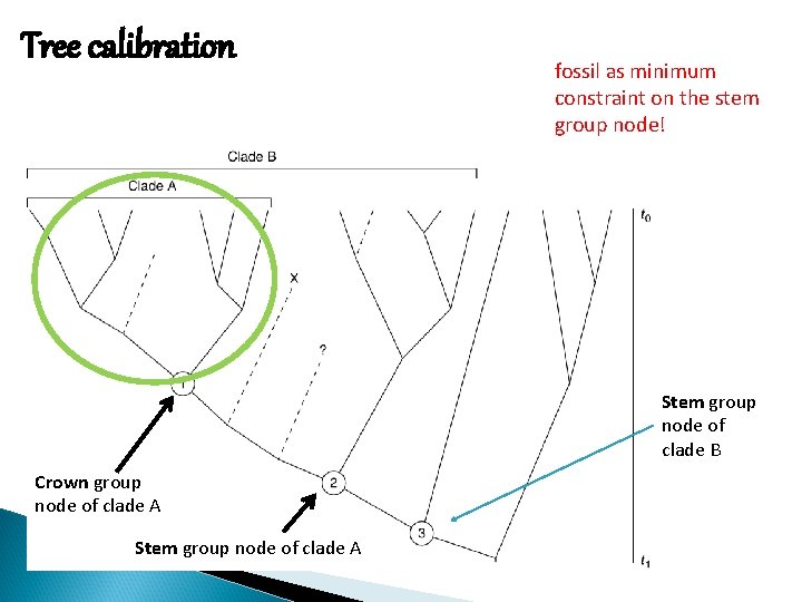 Tree calibration fossil as minimum constraint on the stem group node! Stem group node