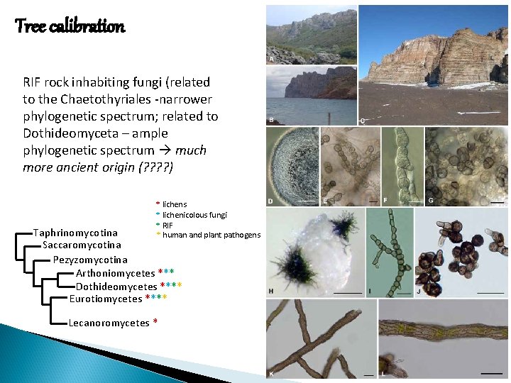Tree calibration RIF rock inhabiting fungi (related to the Chaetothyriales -narrower phylogenetic spectrum; related