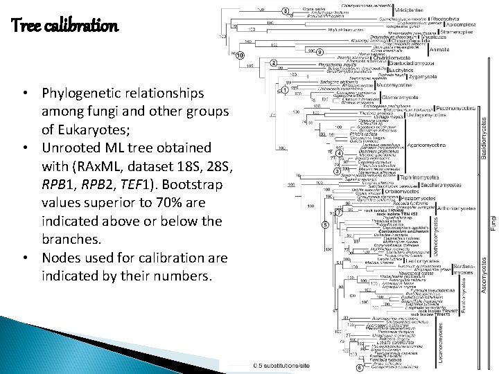 Tree calibration • Phylogenetic relationships among fungi and other groups of Eukaryotes; • Unrooted