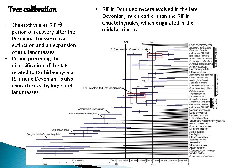 Tree calibration • Chaetothyriales RIF period of recovery after the Permiane Triassic mass extinction