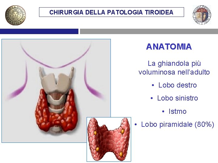 CHIRURGIA DELLA PATOLOGIA TIROIDEA ANATOMIA La ghiandola più voluminosa nell’adulto • Lobo destro •