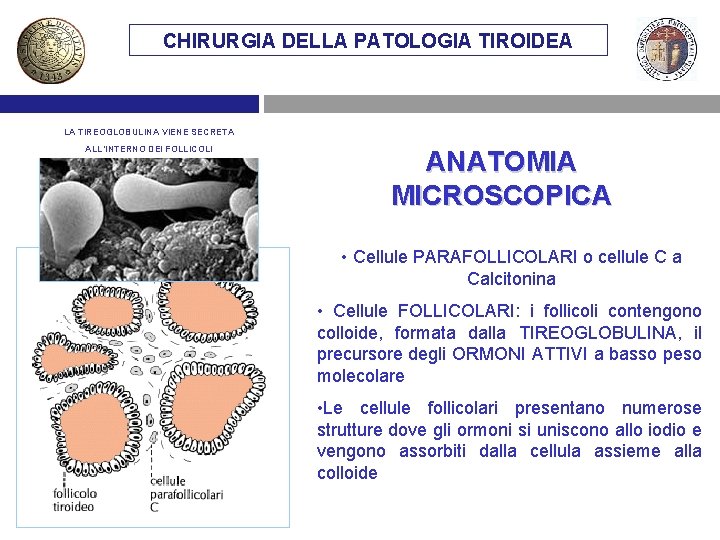 CHIRURGIA DELLA PATOLOGIA TIROIDEA LA TIREOGLOBULINA VIENE SECRETA ALL’INTERNO DEI FOLLICOLI ANATOMIA MICROSCOPICA •