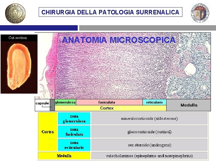 CHIRURGIA DELLA PATOLOGIA SURRENALICA ANATOMIA MICROSCOPICA 